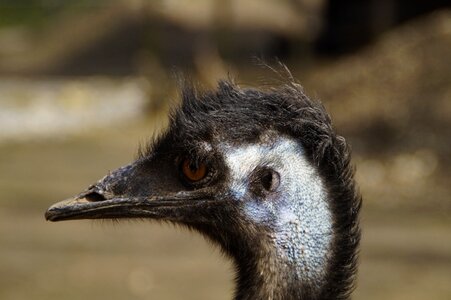 Face flightless bird australia photo