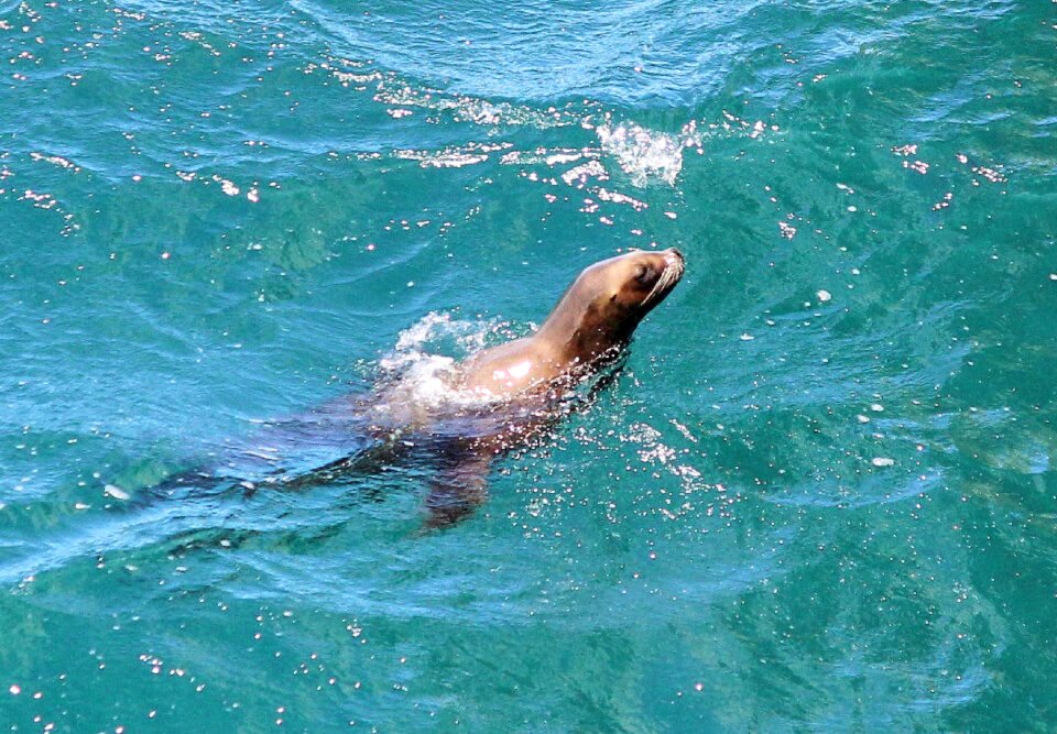 Sea life puerto madryn water
