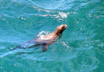 Sea life puerto madryn water