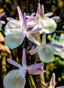 Blossom bloom flower photo