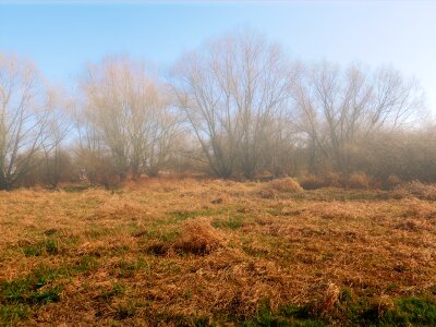 Fog meadow landscape photo