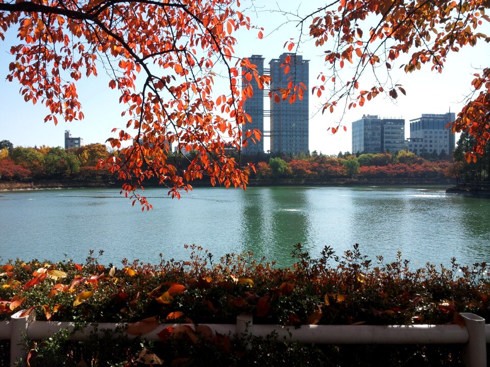 Autumn leaves lake the leaves