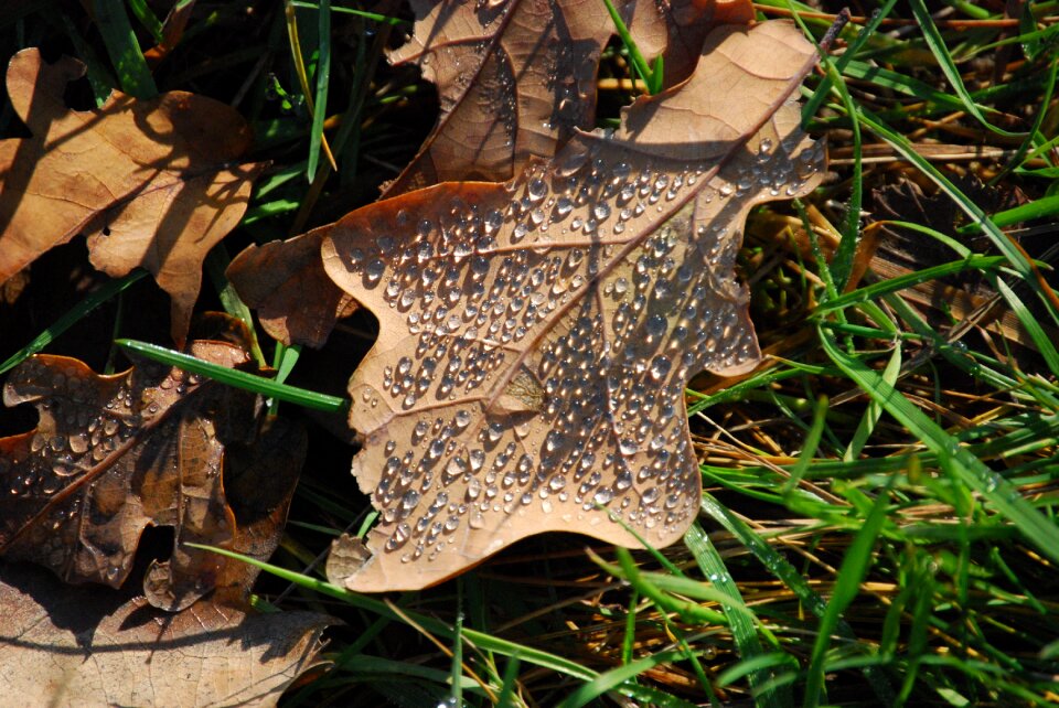 Drop holidays autumn