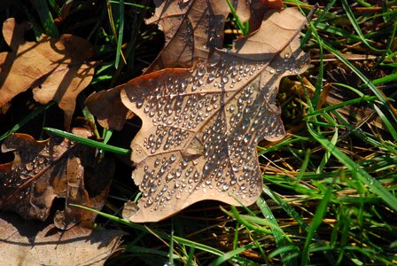 Drop holidays autumn