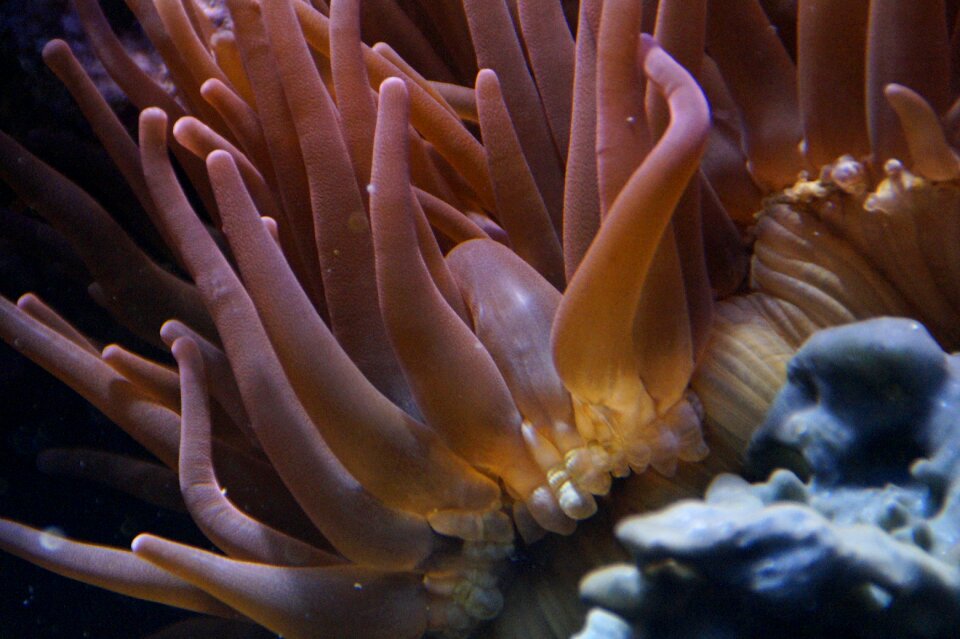 Ocean sea meeresbewohner