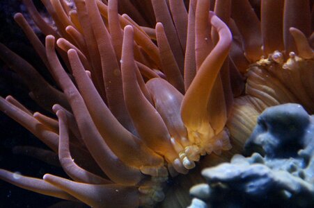 Ocean sea meeresbewohner