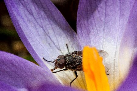 Nectar proboscis food intake
