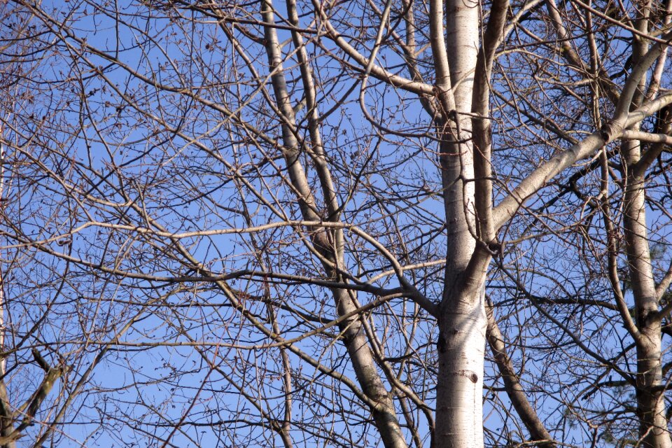 Trees branches spring