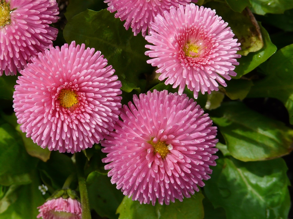 Close up plant rob roy