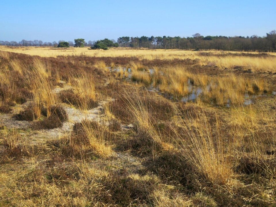 Nature reserve noord limburg netherlands