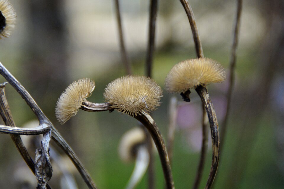 Wild plant wild flower flower