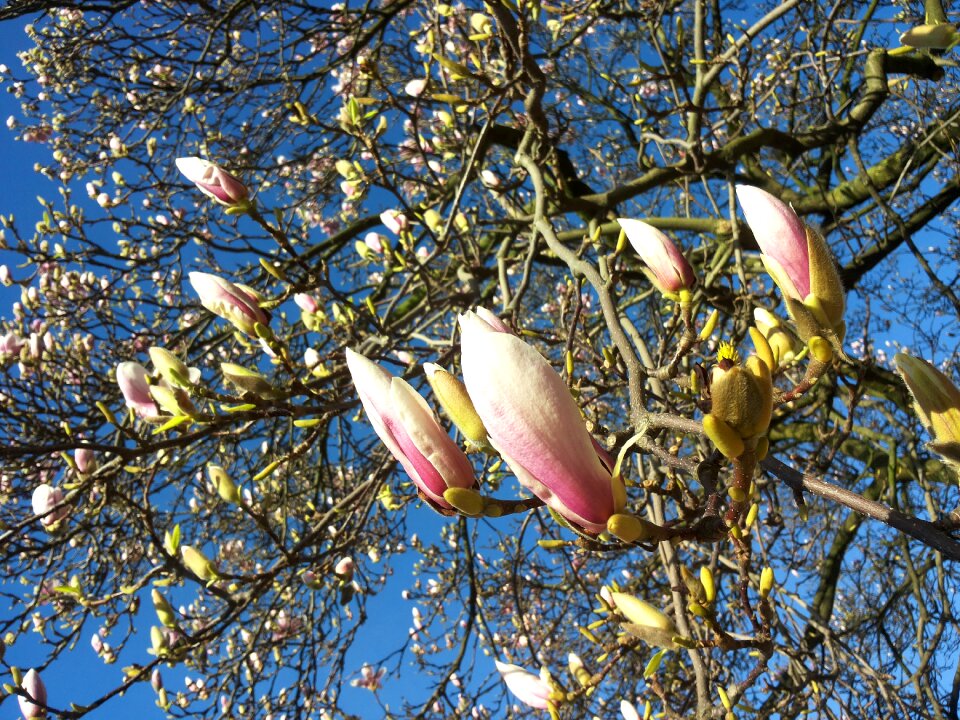 Blossom bloom spring