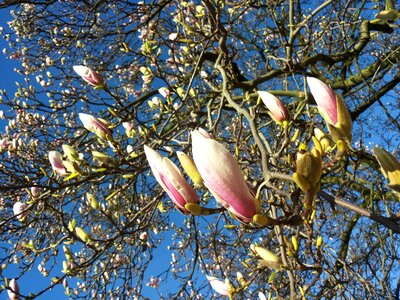 Blossom bloom spring