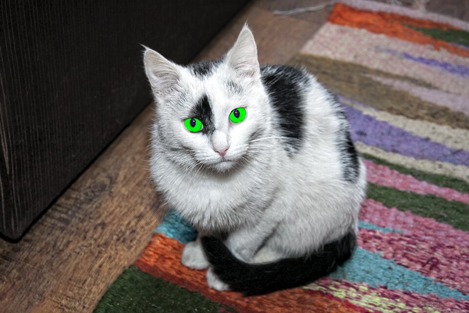 Charming black and white green eyes