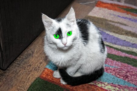 Charming black and white green eyes