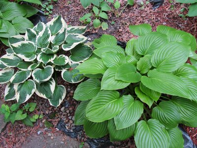 Plants shade plants hosta