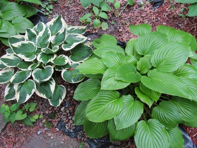 Plants shade plants hosta photo