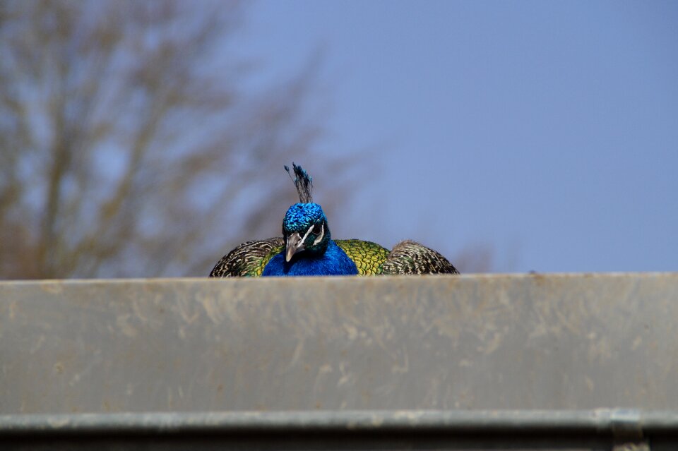 Close up crouch roof
