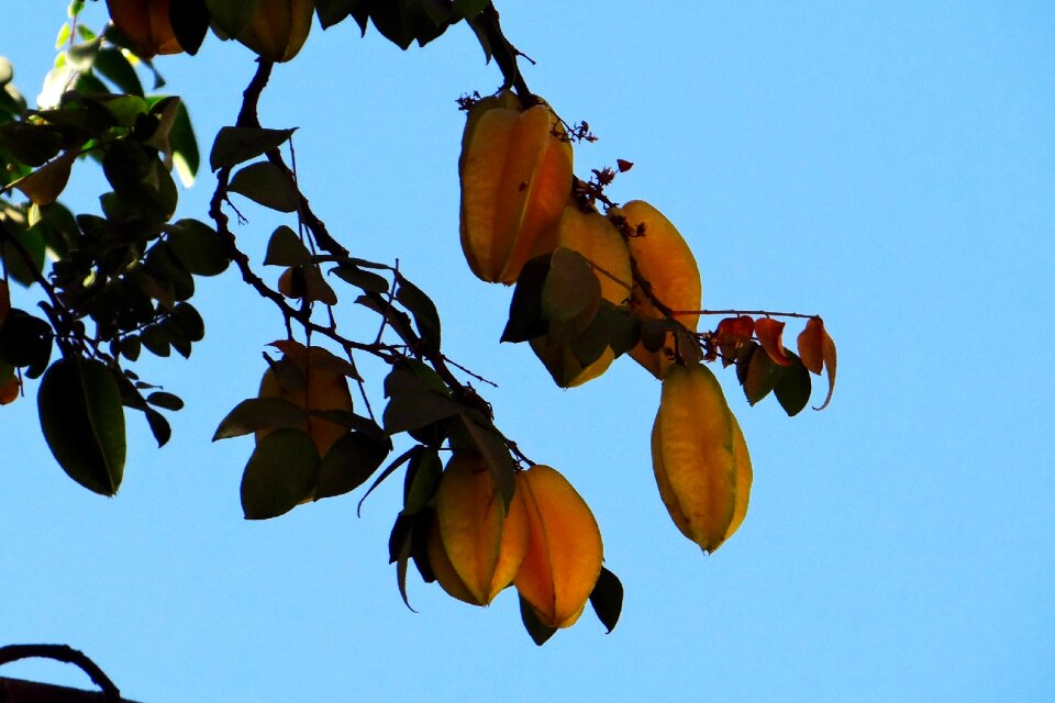 Carambola tropical fruit india