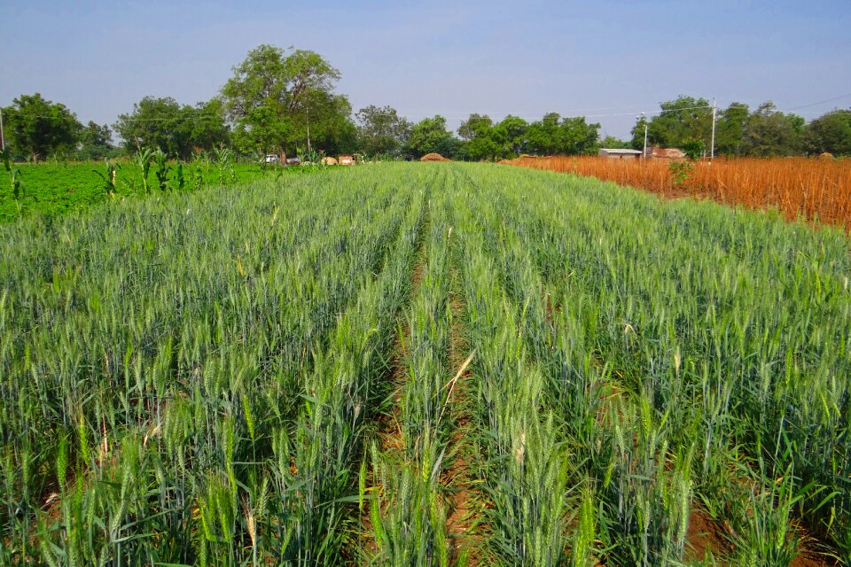 Agriculture farm cereal