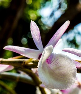 Blossom bloom flower photo