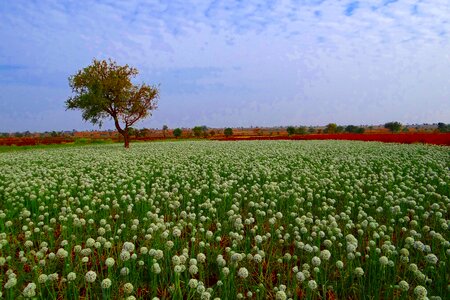 Field crop india photo