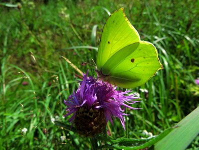 Butterfly summer gonepteryx rhamni