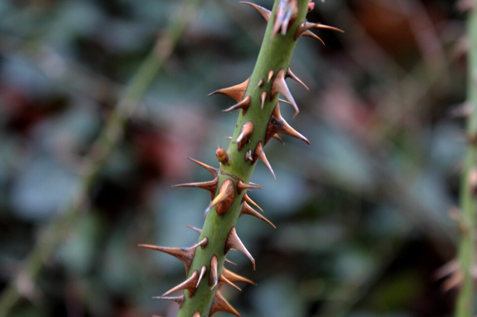 Thorns spur close up