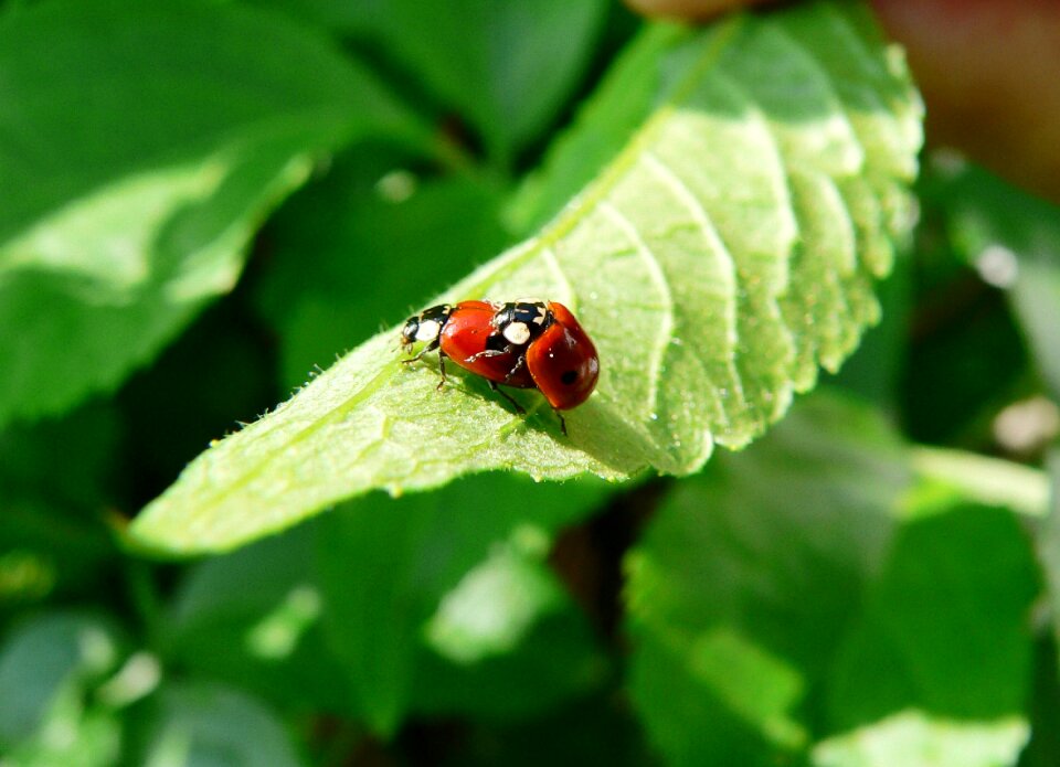 Spring beetle insect