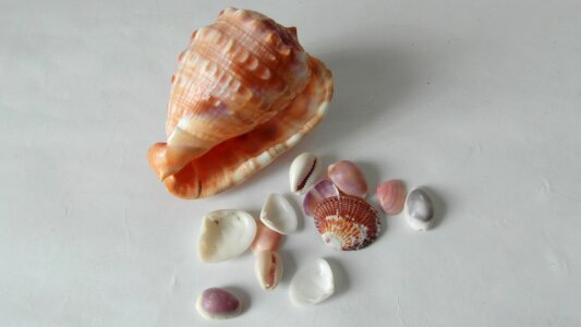 Conch mother-of-pearl nacre photo