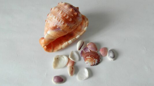 Conch mother-of-pearl nacre