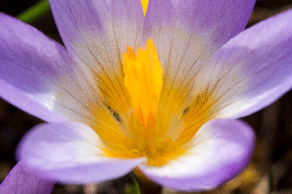 Spring crocus flowers blossom