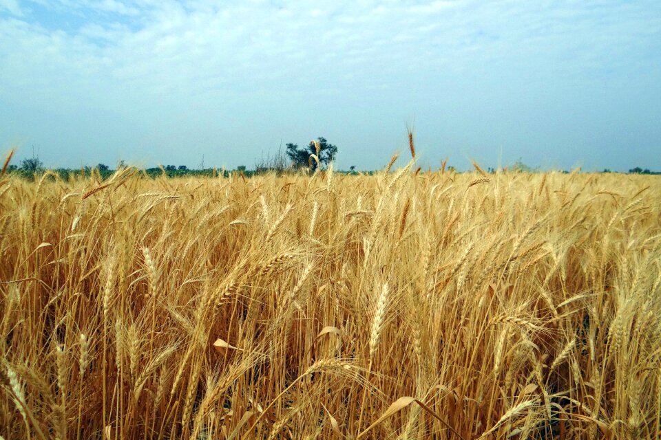 Harvest field cereals