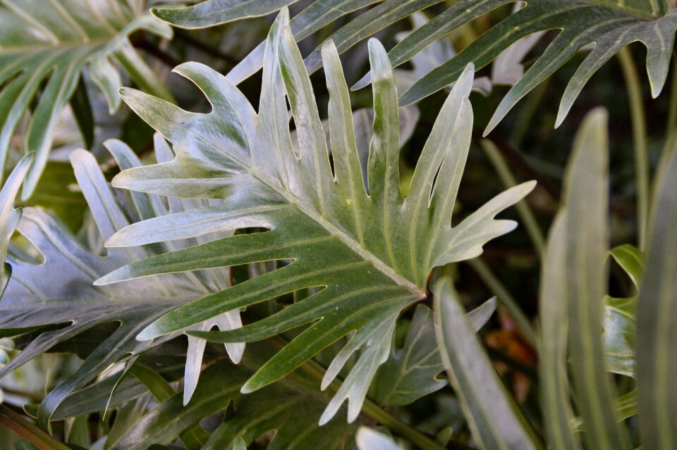 Large green tree philodendron