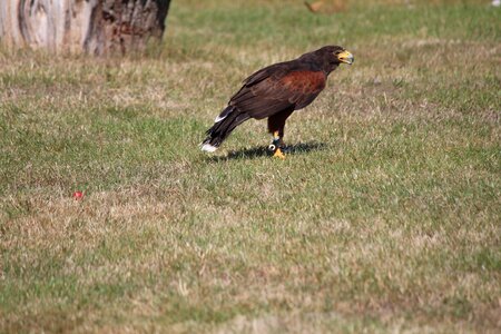 Raptor harris hawk ground photo