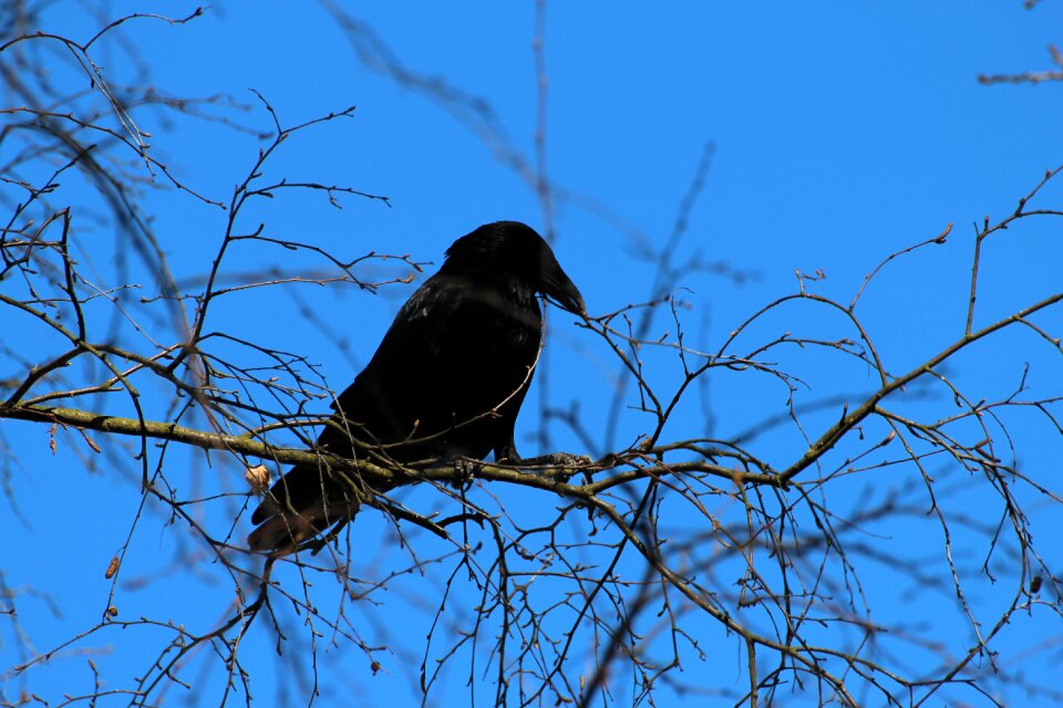 Raven bird songbird corvidae