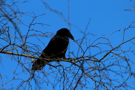 Raven bird songbird corvidae photo