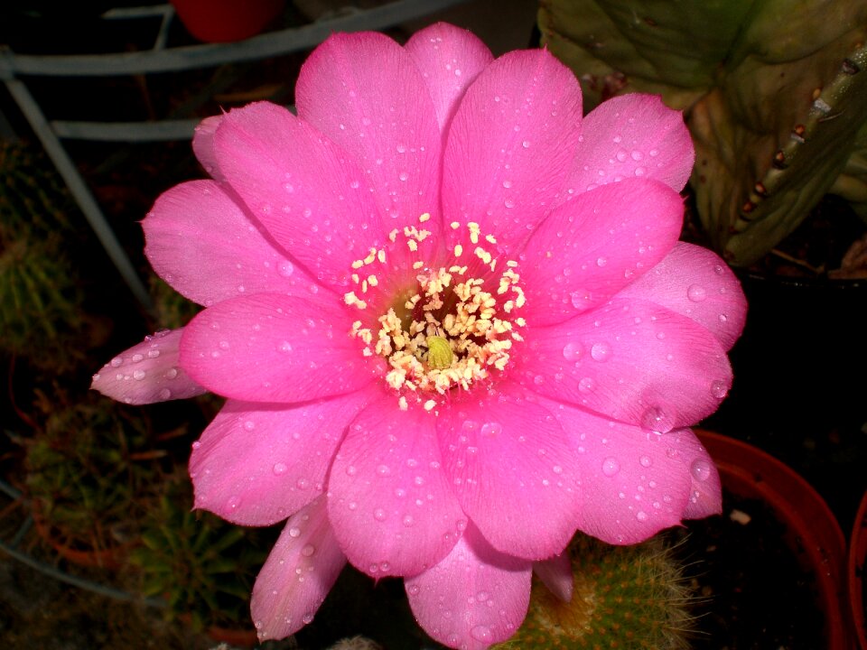 Spur flora plant