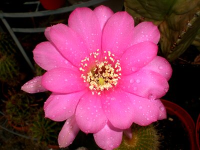 Spur flora plant