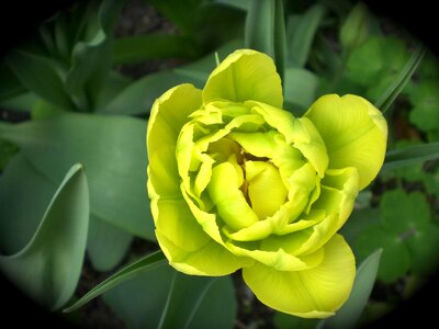 Tulips nature yellow