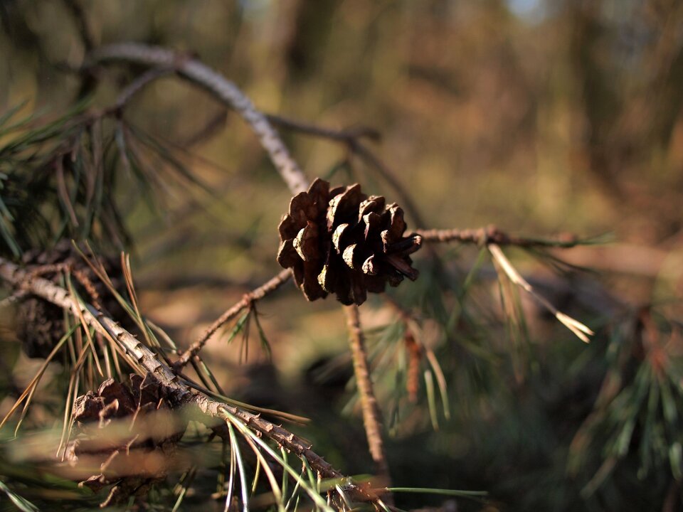 Netherlands tree branch