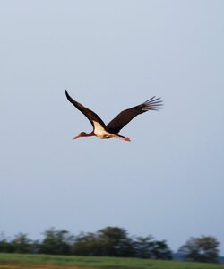 Black stork fly nature photo