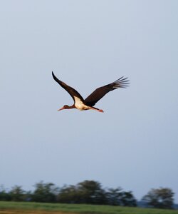 Black stork fly nature
