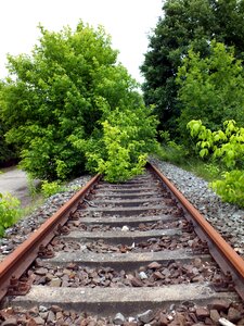 Rails train overgrown