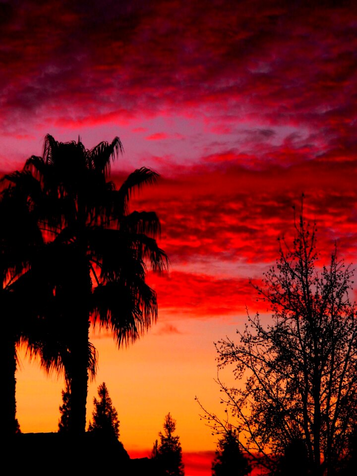 Pink orange purple