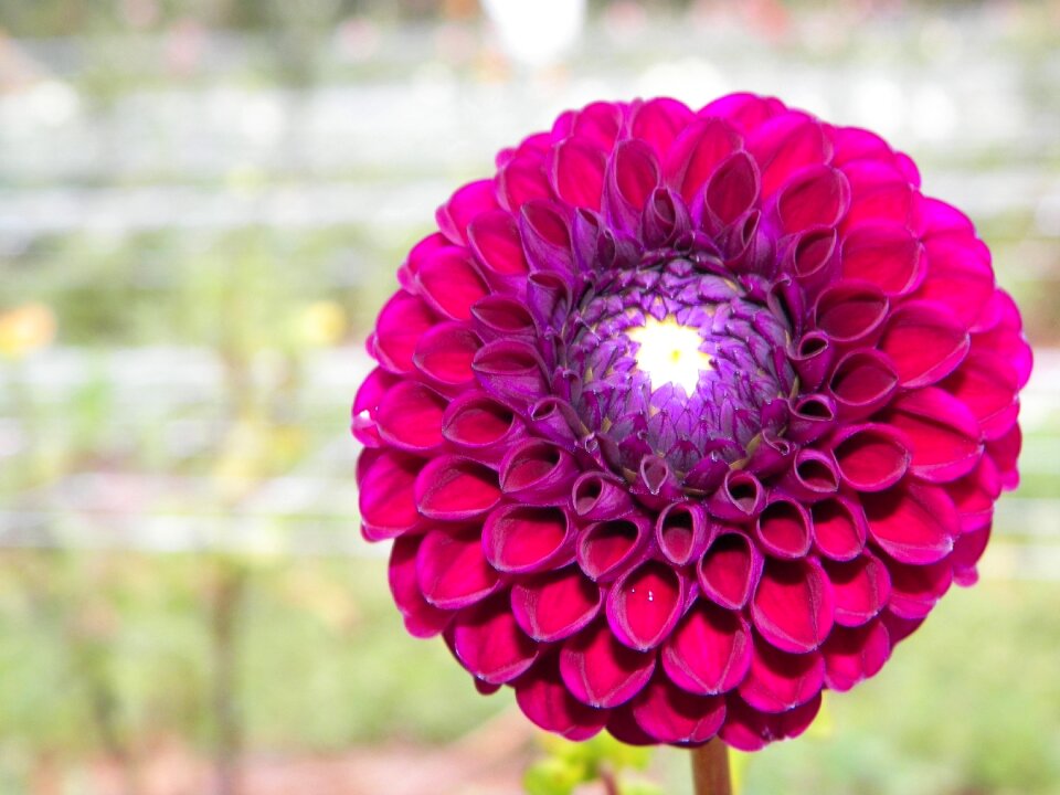 Petals blossom purple