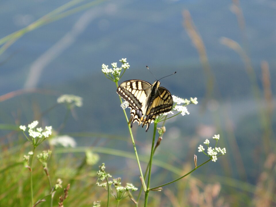 Butterfly nature close up photo