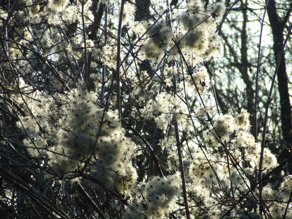 Clematis teufelszwirn forest dream