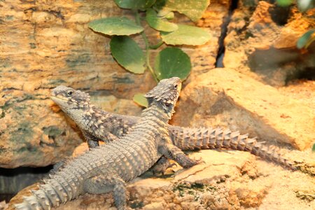 Monitor lizards exotic scale photo