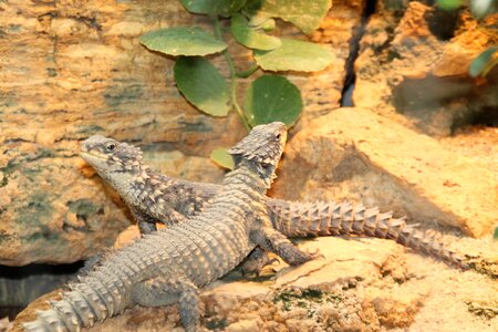 Monitor lizards exotic scale